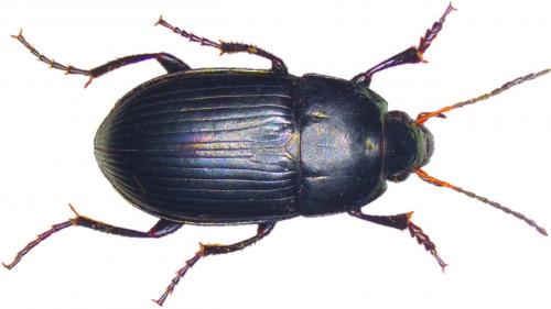 Réf. 222 569 : Amara ovata